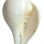 Shankh (Conch Shell Blowing Shankh)