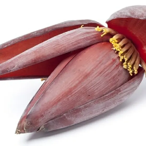 Mocha – Banana Flower