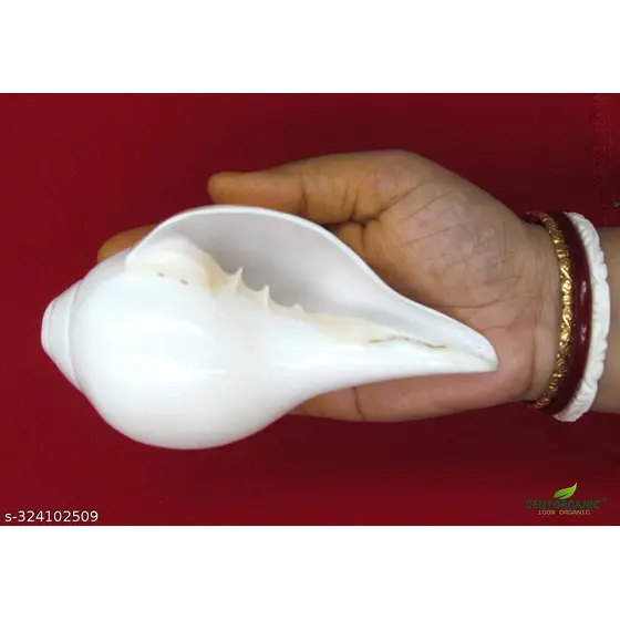 Shankh (Conch Shell Blowing Shankh)