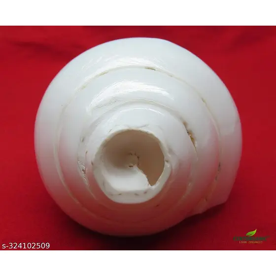 Shankh (Conch Shell Blowing Shankh)